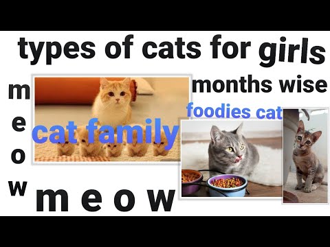types of cats😻 for girls months wise. 😍🤩 for full video please zoom the video
