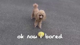 Cute Poodle&#39;s Adventure Outside!