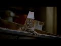 Stuart Little 2 Funny Scene In Hindi 3