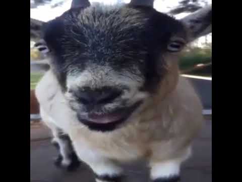 Goat Gif