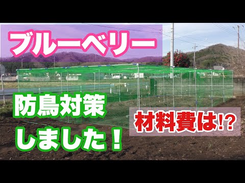 この春、苗木を鳥から守るにはどうすればよいでしょうか？羽のある鳥が若い植物を食べないようにするための 5 つのヒント  庭園