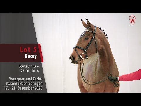 Youngster- u. Zuchtstutenauktion/Springen Lot 5 Kacey Stute v. Kannan -   Contendro I