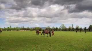 preview picture of video 'Yeguada Senillosa - Castelló d'Empuries - girona'