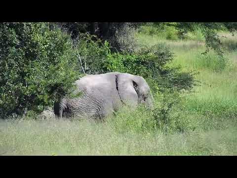 Djuma: Lone Elephant crosses the water in the dam - 08:30 - 01/30/21