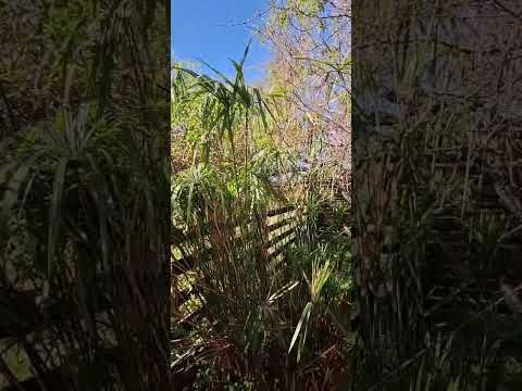Video de Caba�as Las Garzas