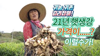 생강 농사 돈될까? 지금 밭에서 수확중