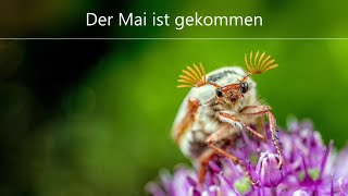 Der Mai ist gekommen | Volkslieder