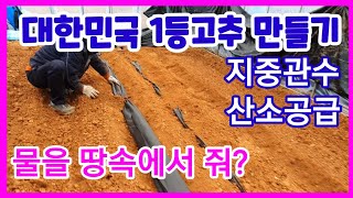 고추 지중관수&산소공급 엄청난 이랑 고추심기 고추재배  점적호스 점적테이프 귀농귀촌