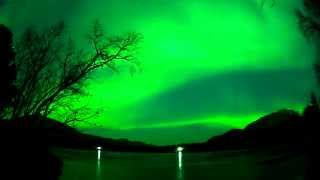 NORTHERN LIGHTS AND REINDEER