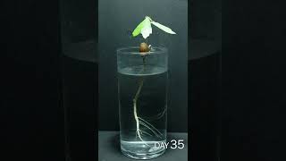 Acorn Growing in Water Time Lapse - 70 Days in 54 Seconds