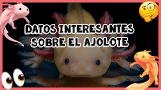 DATOS INTERESANTES DEL AJOLOTE