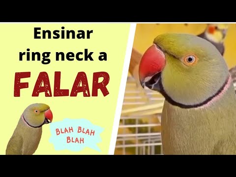 COMO ENSINAR RING NECK A FALAR?