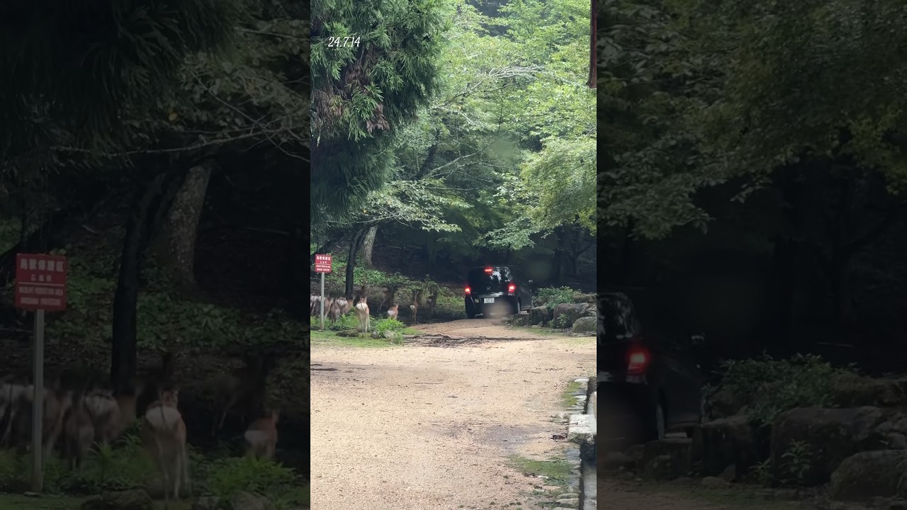 給餌の車を必死に追いかける宮島の鹿さん