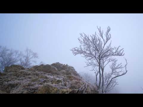 Hoarfrost in fog in winter (4K) - Royalty Free Video (The collection)