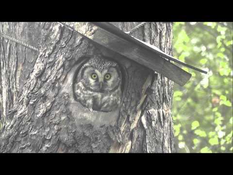Pärluggla häckar i holk av tallstam (Skarvsjöby 2014)