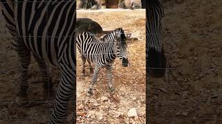 zebra 🦓 #zebra