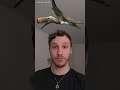 Why Aren't Pterosaurs Dinosaurs? #paleontology #dinosaur #pterosaur #pterodactyl #pteranodon
