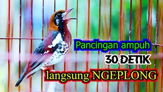 Download lagu PANCINGAN AMPUH ATASI ANIS KEMBANG MACET BUNYI CEPAT NGEPLONG mp3 Download lagu PANCINGAN AMPUH ATASI ANIS KEMBANG MACET BUNYI CEPAT NGEPLONG mp3