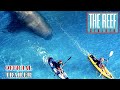 THE REEF : STALKED - OFFICIAL TRAILER (2022) WATCH TRAILER