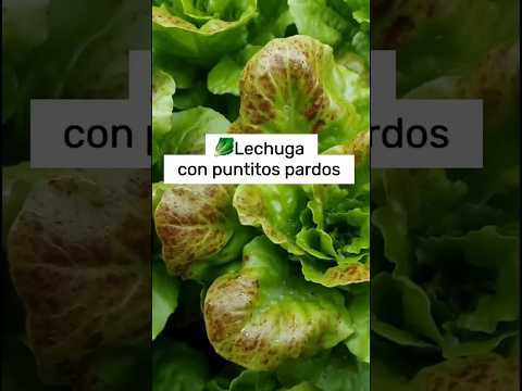 Esos puntitos pardos casi rosáceos en tu lechuga no son moho…