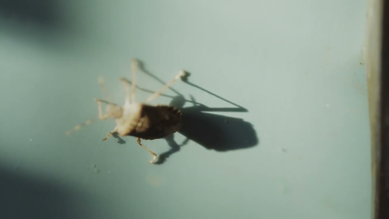 Her Distance - TRAILER