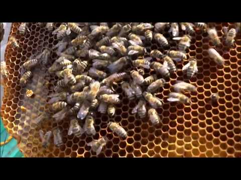 БОРЬБА С РОЕНИЕМ ПЧЕЛ В ЛЕЖАКАХ  (ANTI-SWARMING BEES IN BEDS)