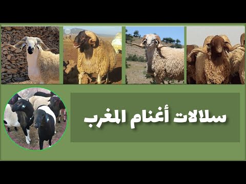 , title : 'أفضل انواع سلالات الأغنام بالمغرب .. تنوع وخصائص مميزة'