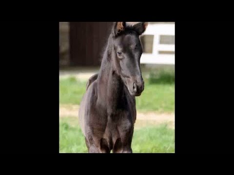www.sporthorses-online.com 2015 gorgeous black filly by Millenium SOLD