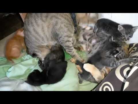 The mother cat and her kittens