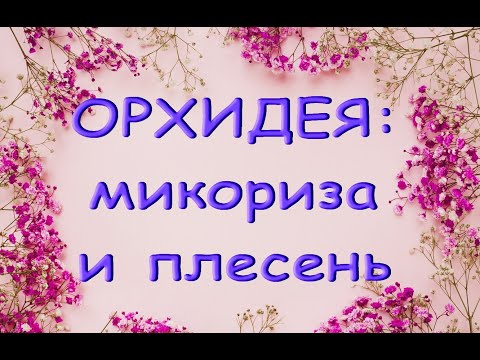 ОРХИДЕЯ:плесень и МИКОРИЗА