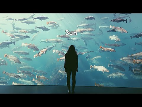 Sun video