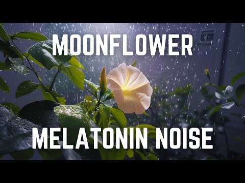 MOONFLOWER MELATONIN RAIN | 12 Hrs | Black Screen | No Midway Ads | Relax/ Calm Anxiety/ Concentrate