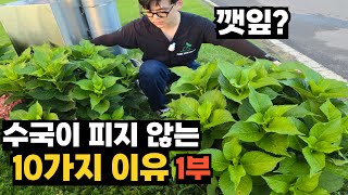 (1부)  수국이 피지 않는 10가지 이유