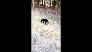 Farmer 4.1.2015 - 10 wks old