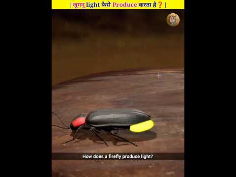 How does a firefly produce light❓ | #shorts