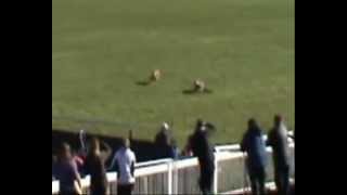 preview picture of video 'Ask Limerick Racecourse to stop hosting cruel coursing'