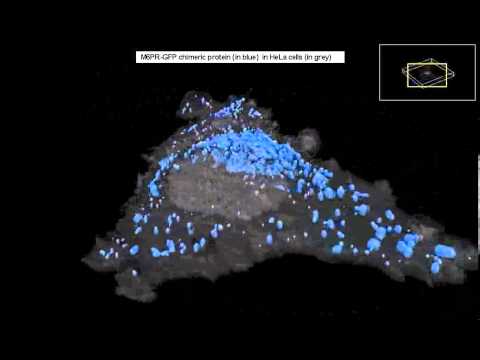M6PR GFP in HeLa cells 3D Reconstruction