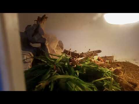 Fast alle Heuschrecken tot... Infos über Wanderheuschrecken Part 2