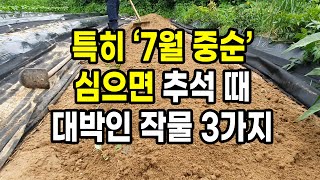 특히 7월 중순 심으면 추석 때 대박인 작물 3가지