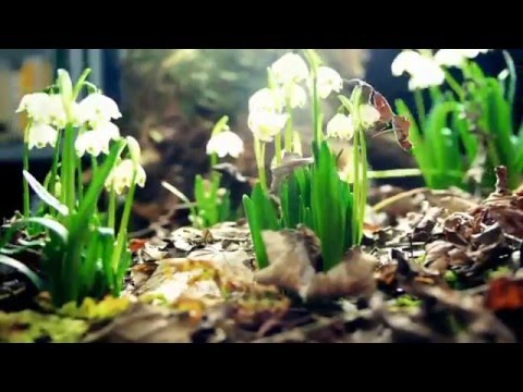 Weathertunes - Passion (Official Video) *LEMONGRASSMUSIC - LOUNGE - CHILLOUT - AMBIENT*