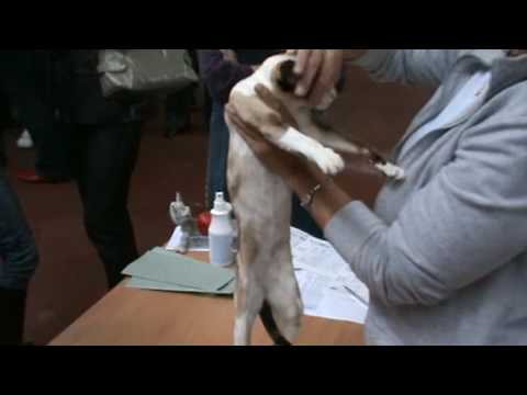 International Cat Show in Vilnius HU Pharao's Heart Miranda 03.10.2009.(www.baltior.eu)