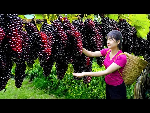 Ly Trieu Ca: Harvesting sweet giant wild mulberry - How to make traditional attractive mulberry wine