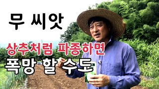 무 씨앗 파종할때 주의할 점 / 무 파종하는 방법