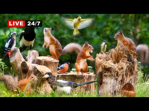 🔴24/7 LIVE CAT TV NO ADS😺 Unlimited Fun with Wild Birds and Cutest Red Squirrels