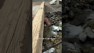 Download lagu Horse with head stuck in bridge found by B.C. truck driver mp3