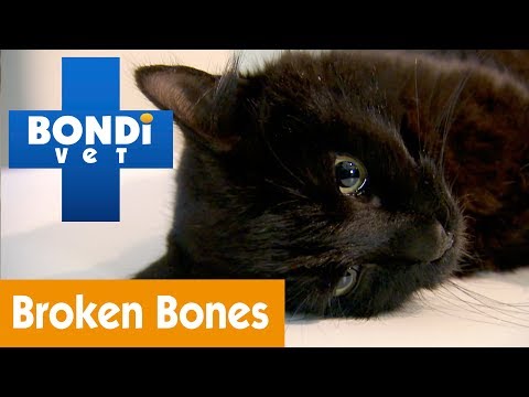 How To Tell Your Pet Has Broken Bones | Pet Health