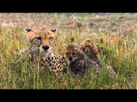 Leones de Africa