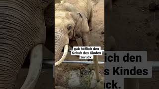 Elefant bringt den Schuh eines Kindes zurück, nachdem er in sein Gehege gefallen ist❤️