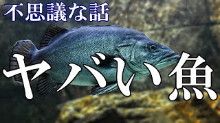 【不思議な話】ヤバい魚【ゆっくり】