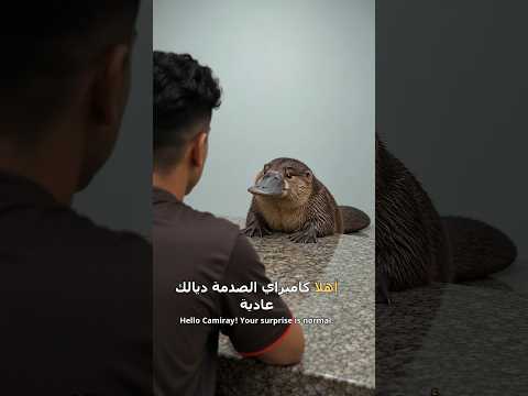 حوار مع خلد الماء له جسم أغرب من الخيال        #اكسبلور # #ماوراءيات #viral #معلومات #اعجاز #حيوانات